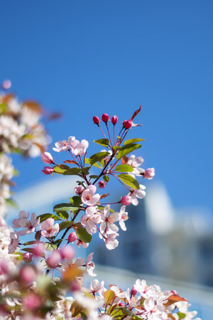 A cherry blossom tree stands gracefully with a building in the background, its delicate pink petals...