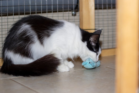 A small to medium-sized Felidae carnivore, with black and white fur, lying on the floor next to a toy. The cats whiskers, snout, tail, and eyes are visibleの写真素材