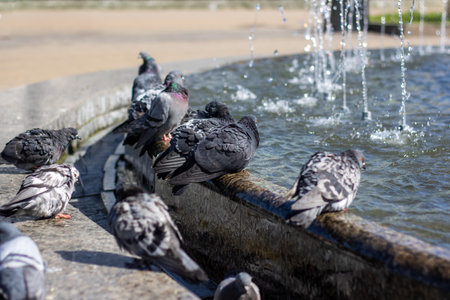 A group of stock doves leisurely drink water from a city fountain, their feathers glinting in the sunlight as they dip their beaksの写真素材