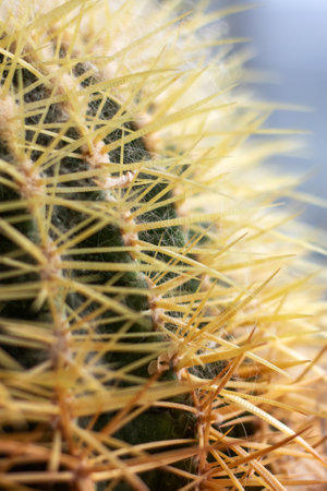 A macro photograph showing the intricate details of a terrestrial plant with thorns, spines, and...