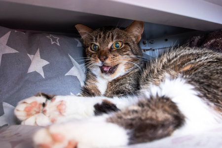 A feline animal displaying a facial expression of astonishment, possibly of the Felidae family,...