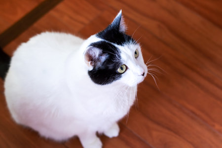 Black and white cat at home close up portrait