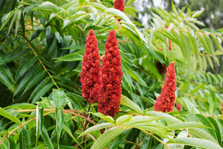 A detailed view of a plant featuring bright red flowers and vibrant green leaves in closeup, showing the beauty of natures colors and texturesの写真素材