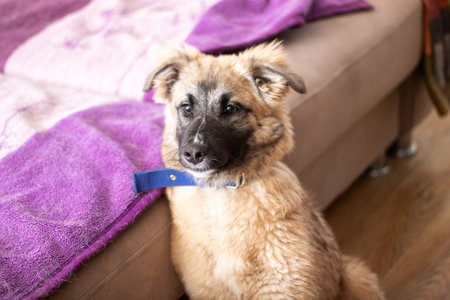 A cute dog with a blue collar is relaxing on a comfortable couch. It looks adorable and comfortable in its surroundingsの写真素材