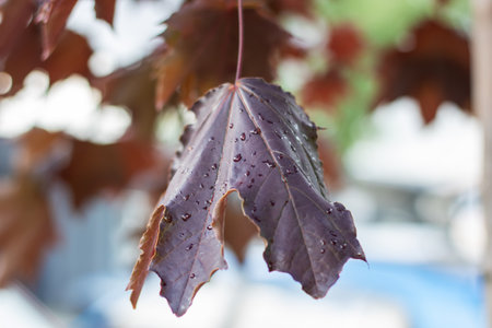 A purple leaf hangs on a twig, creating a striking image in winter. The macro photo highlights natures essence, emphasizing plant detailsの写真素材