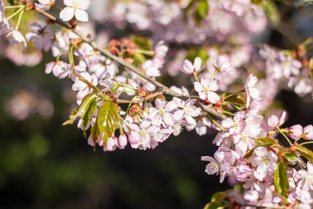 A closeup shot of the beautiful cherry blossoms on a tree branch, showing the delicate petals of the flowering plant in full bloomの写真素材