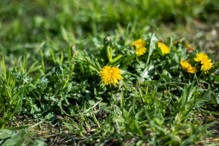 In the green grass, a vibrant cluster of yellow dandelions is blooming beautifully