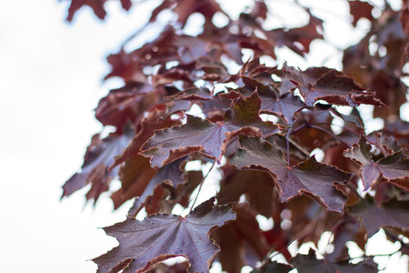 A detailed view of a tree branch covered in purple leaves, showing the beauty of natures colors and texturesの写真素材