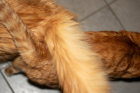 A close up of a Felidaes tail on a tiled floor, showing the iconic whiskers and sleek fawn fur. The small to medium-sized carnivore resembles a miniature version of a wild Catの写真素材