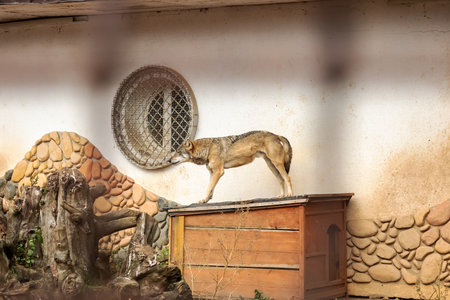 The image depicts a wolf standing on a wooden box inside a cage, against a brick wall background....