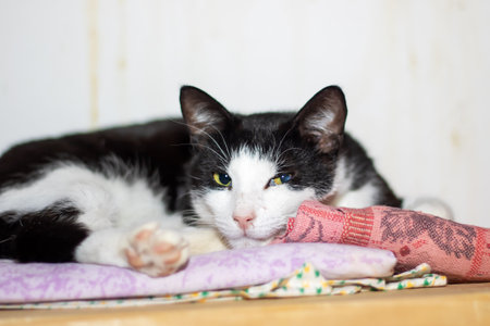 A domestic shorthaired cat, black and white, rests on a soft purple blanket, showing its comfort. The felines fur, whiskers, snout, and paws enhance its adorable appearanceの写真素材