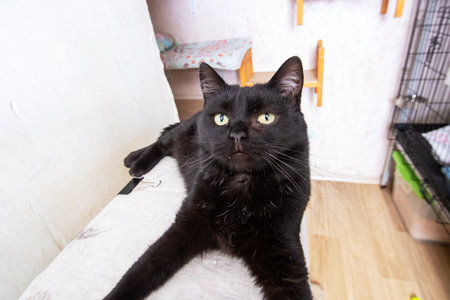 A beautiful black cat with mesmerizing green eyes is peacefully resting on a soft white towelの写真素材