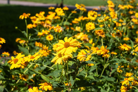 A beautiful bunch of vibrant yellow flowers is growing in a lush garden full of greenery, enhancing...