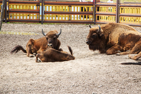 In a spacious dirt field, three bison are comfortably laying on the ground, enjoying their time in the warm sun and surrounding natureの写真素材