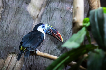 A colorful toucan with a large beak is perched comfortably on a tree branchの写真素材