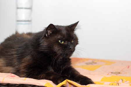 A sleek black cat with bright green eyes is lounging comfortably on a bedの写真素材