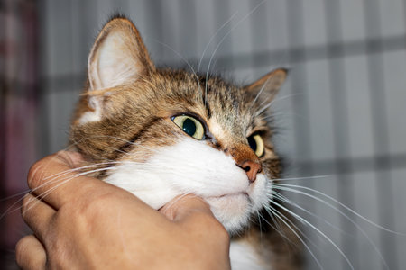 Closeup of a cat being gently held, expressing comfort and the bond with its ownerの写真素材
