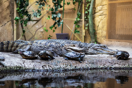A crocodile and two turtles lie on a rock by the waterの写真素材