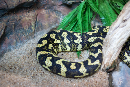 A striking black and yellow snake is elegantly curled up in the sand