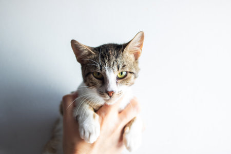 A detailed closeup image of an individual gently holding a cat
