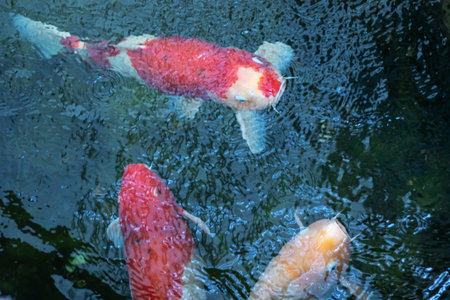 A Tranquil Underwater Scene Featuring Colorful Koi and Carp Fish Swimming Gracefullyの写真素材