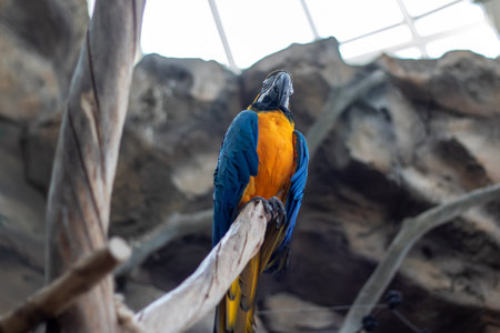 A vibrant blue and yellow parrot is perched comfortably on a tree branch