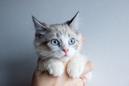 A person is gently holding a small kitten that has blue eyes in their handの写真素材