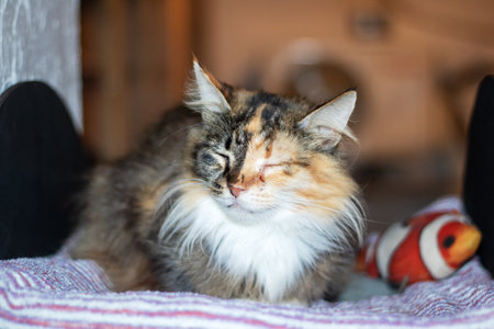 A calico cat is peacefully lying on a soft blanket, eyes closedの写真素材