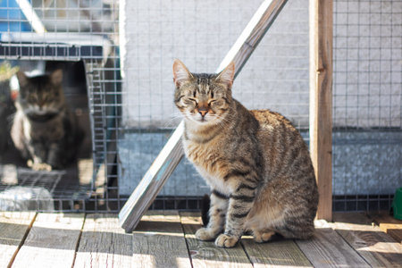 A fluffy cat is comfortably sitting on a wooden deck in front of a cageの写真素材