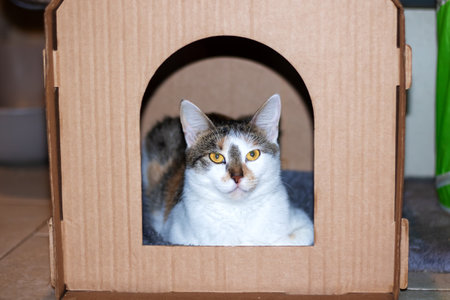 A cat is comfortably laying in a cardboard box and looking outsideの写真素材