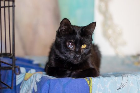A black cat with striking yellow eyes is comfy on a soft bedの写真素材