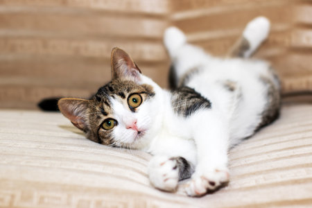 A brown and white cat is comfortably laying on its back on a couchの写真素材