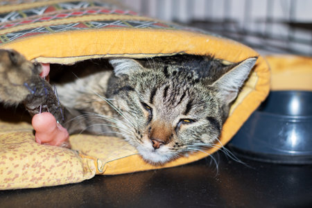 A cozy cat is lounging comfortably inside a bright yellow bedの写真素材