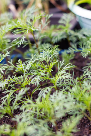 A bunch of green plants growing from the soil in a potの写真素材