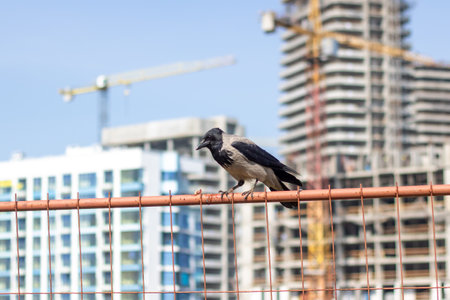 A bird perches on a wire fence by a building under constructionの写真素材