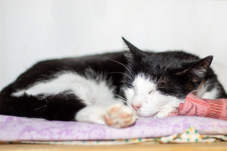 A small black and white cat is peacefully sleeping on a cozy blanketの写真素材