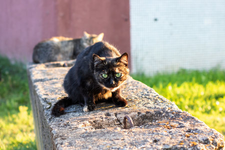 A sleek black cat with striking green eyes is elegantly perched upon a weathered stone wall, calmly observing its surroundingsの写真素材
