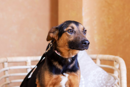 A brown and black dog standing in a living room