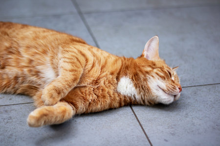 A cat is comfortably laying on its back with its eyes closed tightlyの写真素材