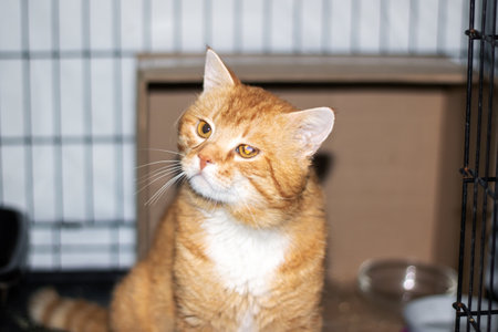 An orange and white cat with whiskers and fur, staring at the camera by a windowの写真素材
