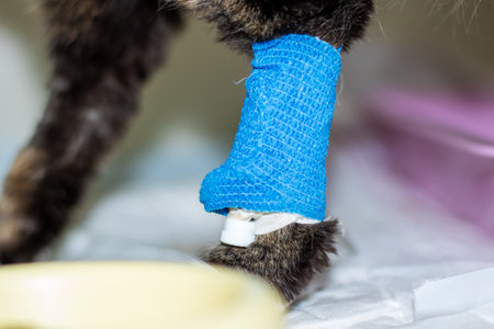 A detailed closeup image of a cats paw that is carefully wrapped in a blue bandage, symbolizing care and recoveryの写真素材
