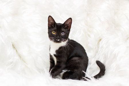 A charming black and white cat resting on fluffy white fur, showcasing its unique features beautifullyの写真素材