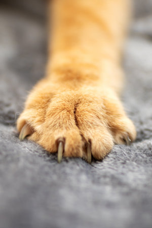 This is a closeup image of a cats paw resting gently on a soft blanket, showing the delicate features of its fur and clawの写真素材