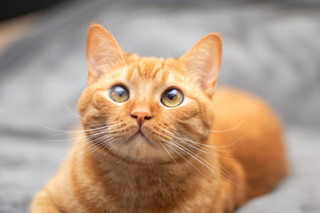 A domestic cat is comfortably laying on a soft blanket while gazing curiously up at the camera, really enjoying the photo momentの写真素材