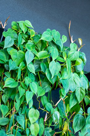 This is a detailed close up image showing a beautiful plant featuring vibrant green leaves, all...