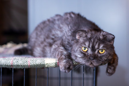 A sleek black cat with striking yellow eyes is comfortably laying in a cage that provides it with a...