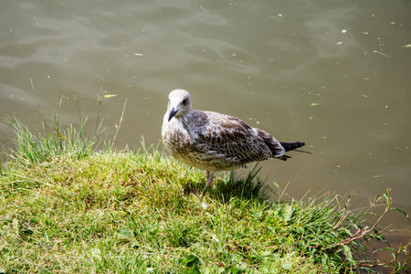 A seagull is standing calmly in the grass, right next to a beautiful body of water, observing its surroundings carefullyの写真素材