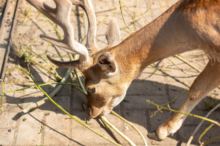 In a zoo enclosure, there is a deer with impressive antlers standing on the dirt, observing its surroundings quietly and peacefullyの写真素材