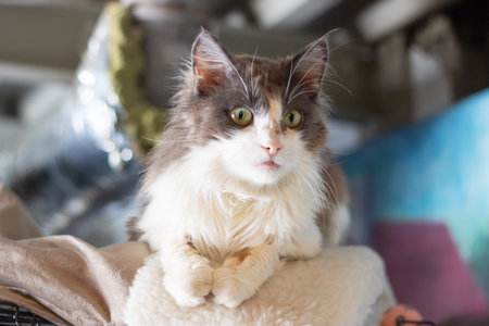 A beautiful cat with striking green eyes is comfortably laying on a soft blanket, enjoying its time...