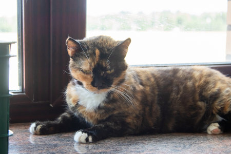 A beautiful calico cat is comfortably laying on a sunlit window sill, enjoying the warm rays filtering through the glassの写真素材